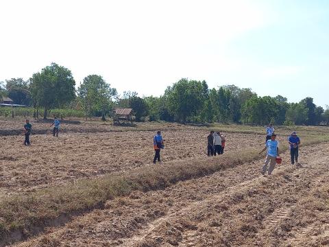 โครงการฝึกอบรมรณรงค์สาธิตการไถกลบตอซังข้าวและปลูกพืชปรับปรุงดิน